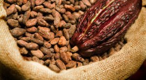 Cocao Fruit and Beans